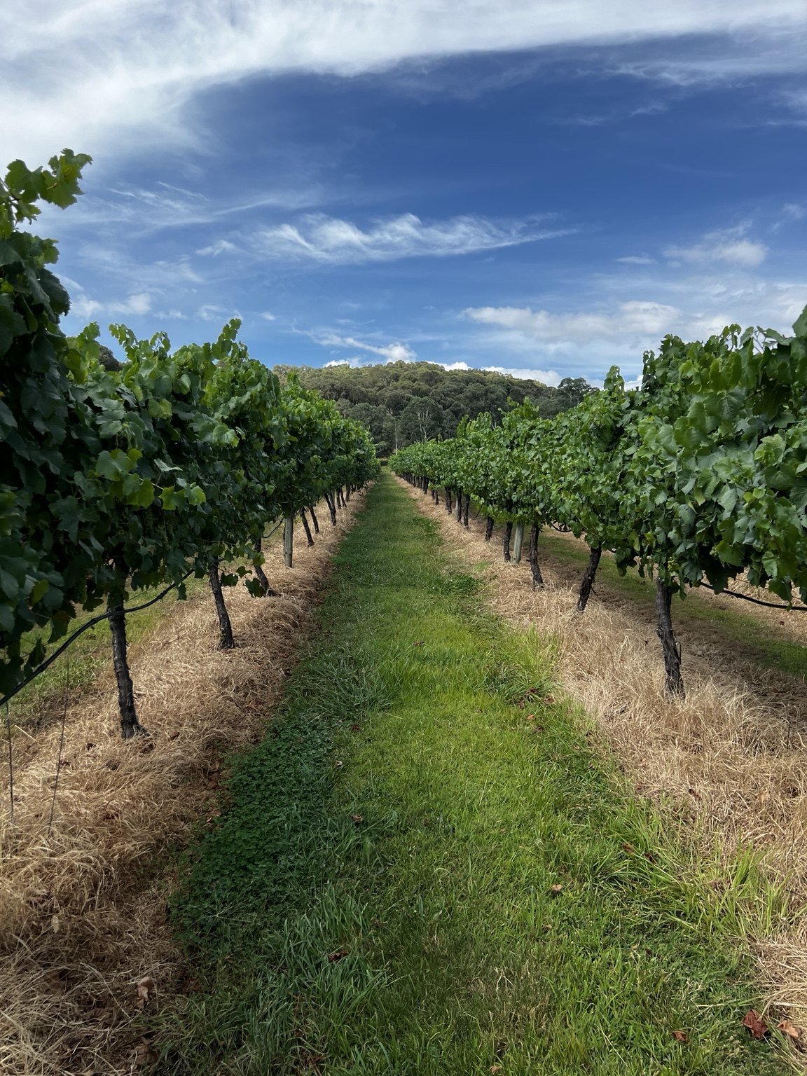 Canberra District vine rows