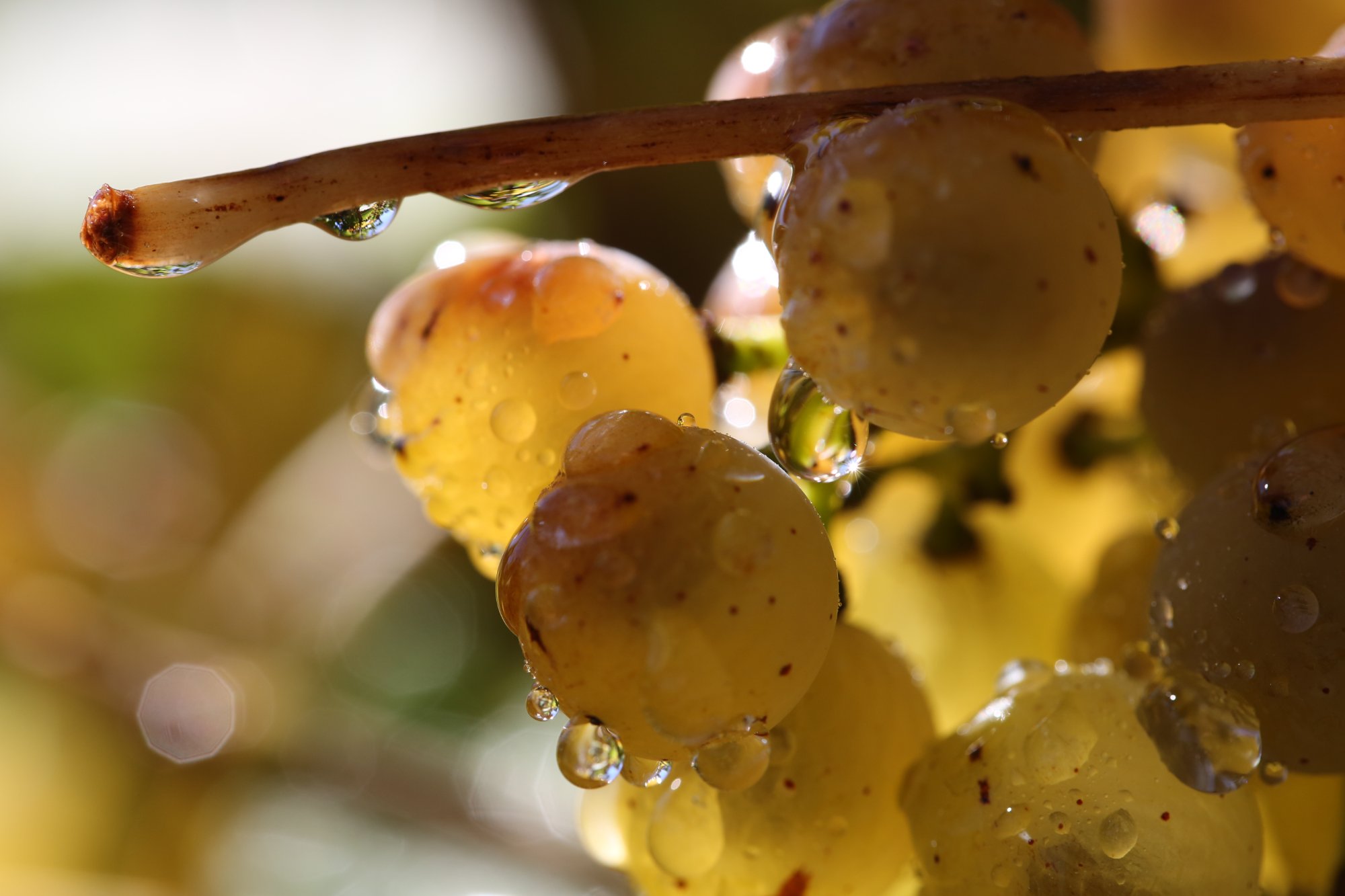 Hand-picked fruit at veraison