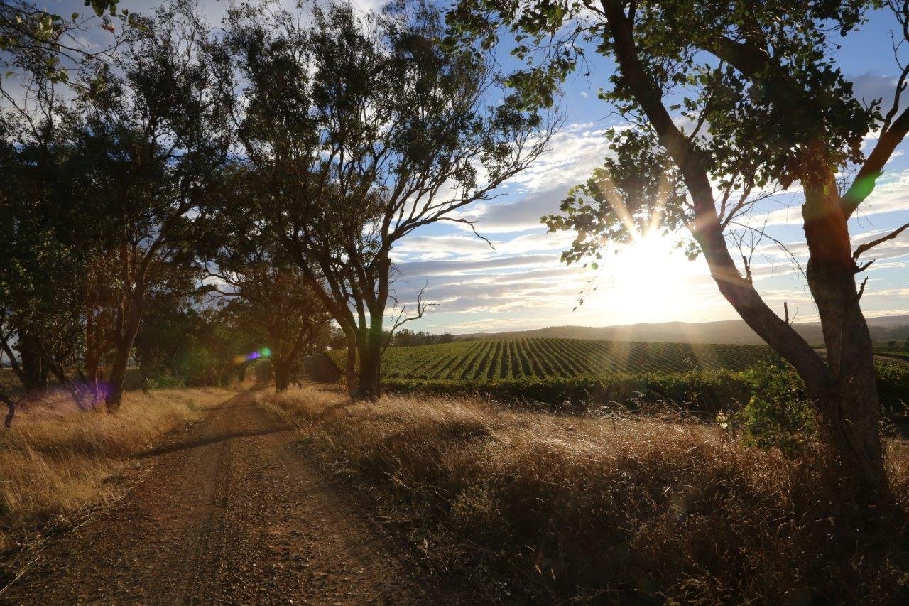 Golden hour over the vineyard, Southern NSW