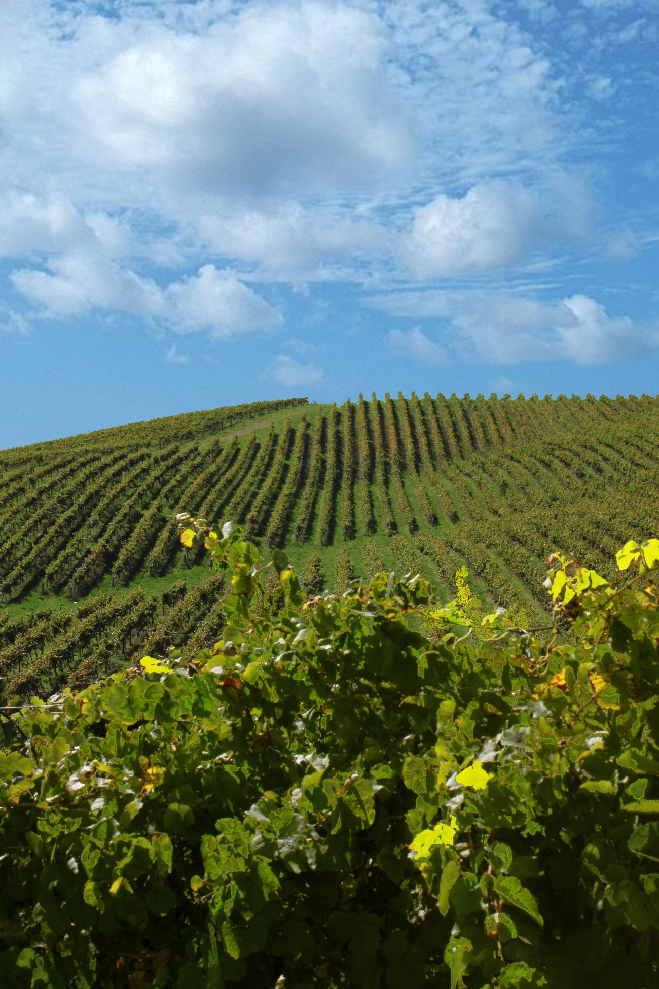 Hilltops vines