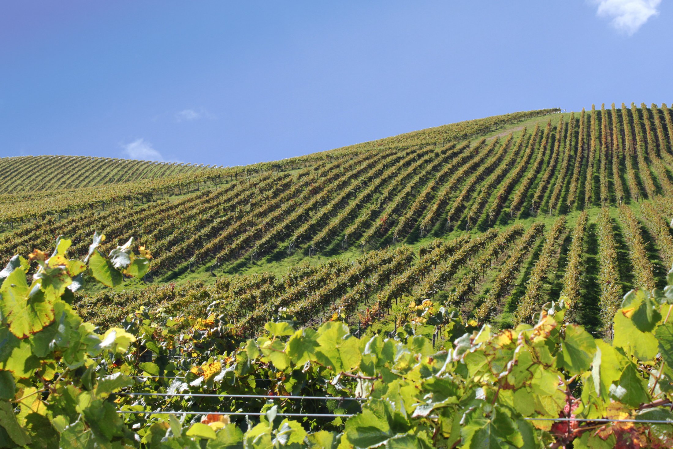 Canberra District vines